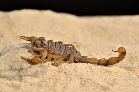Foto de Común, escorpión amarillo o escorpión en la arena (Butthus occitanus) - Imagen libre de derechos