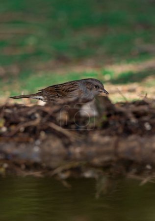 Photo for Dunnock in the forest (Prunella modularis) - Royalty Free Image
