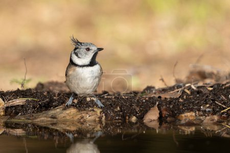Photo for Capuchin tit in the pond (Lophophanes cristatus) - Royalty Free Image