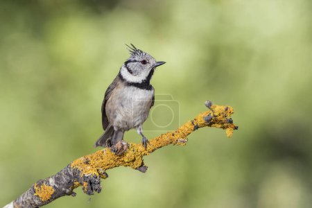 Photo for Capuchin tit on a branch (Lophophanes cristatus) - Royalty Free Image