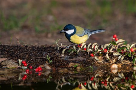 Photo for Great tit in the pond (Parus major) - Royalty Free Image