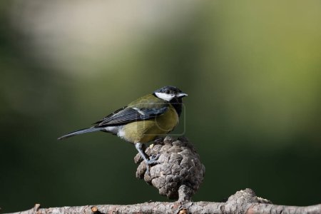 Photo for Great tit on a branch (Parus major) - Royalty Free Image