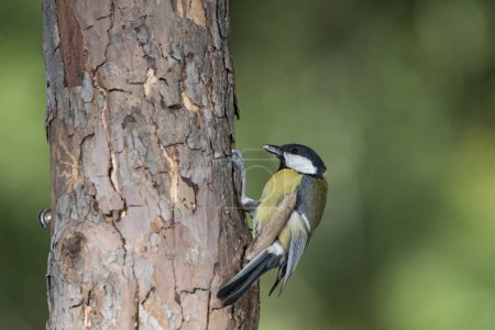 Photo for Great tit on a log (Parus major) - Royalty Free Image