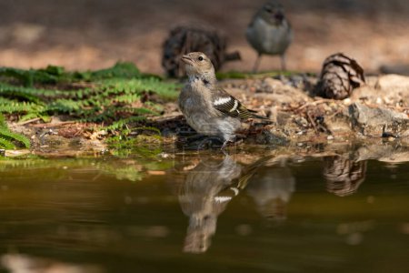 Photo for Chaffinch the pond (Fringilla coelebs) - Royalty Free Image