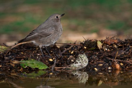 Foto de Redstart negro en el bosque (Phoenicurus ochruros) - Imagen libre de derechos