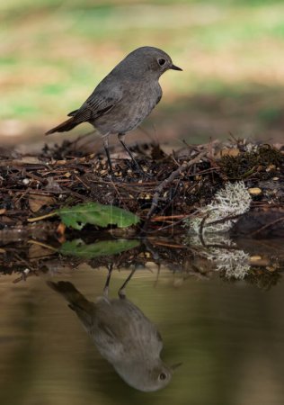 Foto de Redstart negro en el bosque (Phoenicurus ochruros) - Imagen libre de derechos