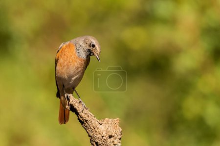 Photo for Redstart on a branch (Phoenicurus phoenicurus) - Royalty Free Image