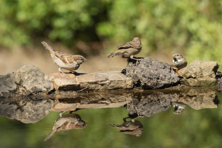 Foto de Grupo de gorriones en el estanque (Passer domesticus) - Imagen libre de derechos