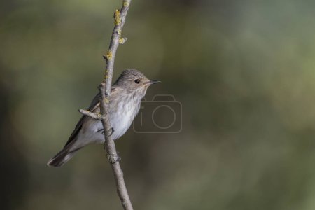 Photo for Gray flycatcher perched on a branch (Muscicapa striata) - Royalty Free Image