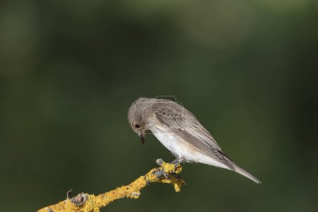 Photo for Gray flycatcher perched on a branch (Muscicapa striata) - Royalty Free Image