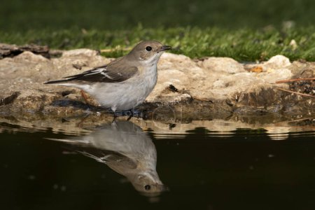 Photo for Pied flycatcher bathing in the pond (Ficedula hypoleuca) - Royalty Free Image