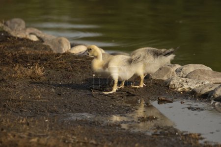 Téléchargez les photos : Canard créole nichant dans l'étang (Cairina moschata) - en image libre de droit