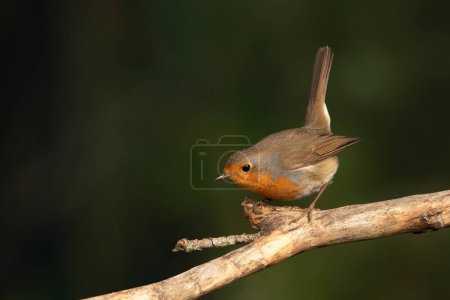Photo for European robin perched on a branch (Erithacus rubecula) - Royalty Free Image