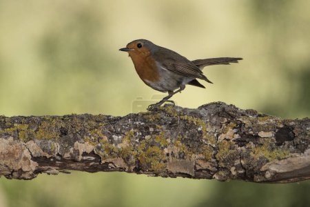 Photo for European robin perched on a branch (Erithacus rubecula) - Royalty Free Image