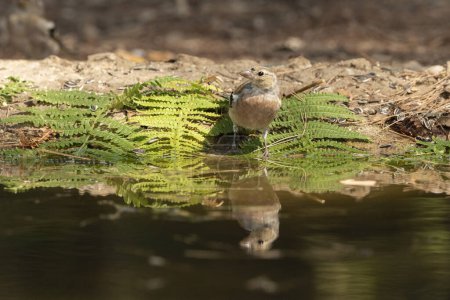Photo for Youth Chaffinch drinking in forest pond (Fringilla coelebs) - Royalty Free Image