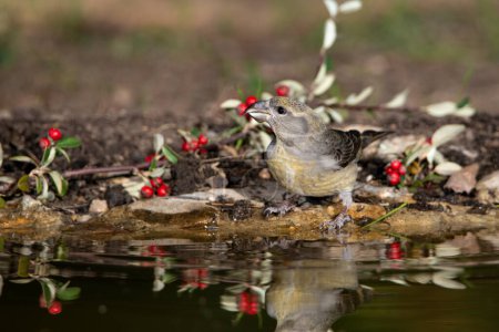 Photo for Crossbill drinking in the pond (Loxia curvirostra) - Royalty Free Image