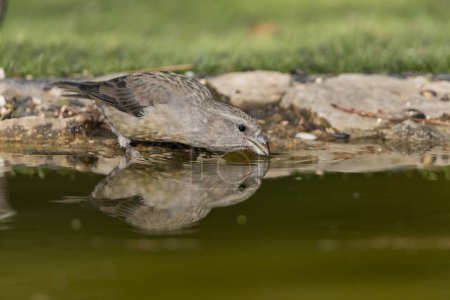Photo for Crossbill drinking in the pond (Loxia curvirostra) - Royalty Free Image