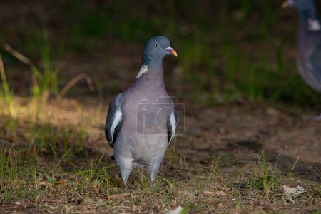 Photo for Wood pigeon perched on the forest floor (Columba palumbus) - Royalty Free Image