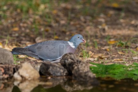 Téléchargez les photos : Pigeon des bois perché sur le sol forestier (Columba palumbus) - en image libre de droit