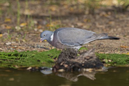 Téléchargez les photos : Pigeon des bois perché dans un étang forestier (Columba palumbus) - en image libre de droit