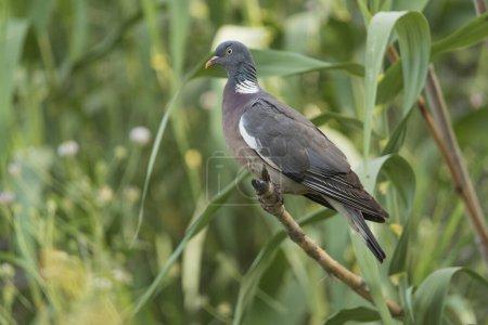 Téléchargez les photos : Pigeon des bois ou simplement pigeon des bois sur une branche avec un fond vert (Columba palumbus) - en image libre de droit