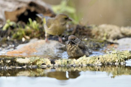 Photo for Blackcap drinking in the pond (Sylvia atricapilla) - Royalty Free Image