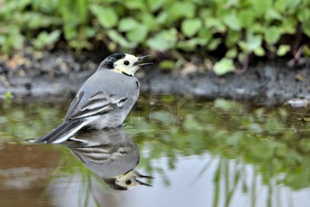 Photo for White wagtail drinking in the pond (Motacilla alba) - Royalty Free Image