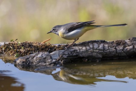 Photo for Sandpiper in the pond (Motacilla cinerea) - Royalty Free Image