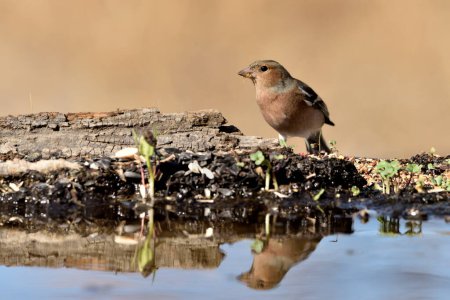 Photo for Chaffinch perched on the pond floor (Fringilla coelebs) - Royalty Free Image