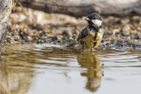 Photo for Great tit bathing in the pond (Parus major) - Royalty Free Image