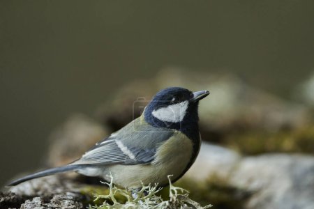 great tit in the pond (Parus major)                               