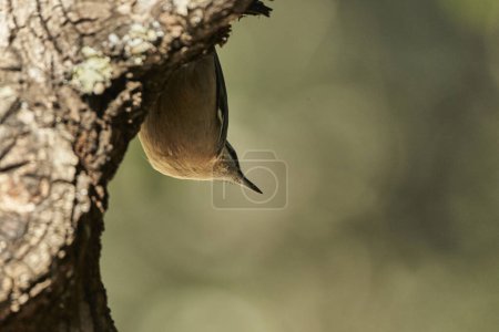 Sitta europaea (Sitta europaea) tête en bas en mangeant sur un tronc                       