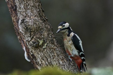 Great Spotted Woodpecker (Dendrocopos major) eating on a log                               