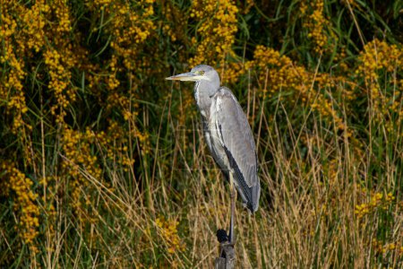 gray heron at the innkeeper                           
