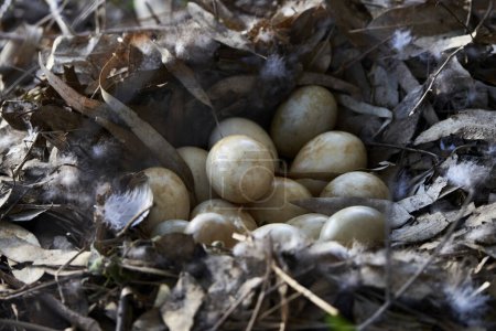 Kreolisches Entennest mit Eiern                          