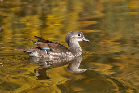 Photo for Female mandarin duck in the pond (Aix galericulata) - Royalty Free Image
