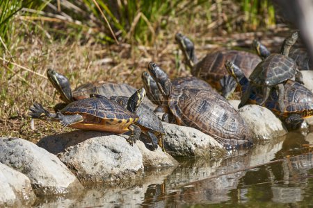 Galápagos tortugas en las piedras del estanque                             