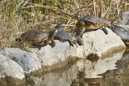 Galapagos turtles on the stones of the pond                             