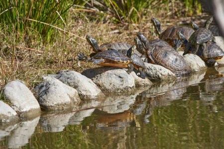 Galapagos-Schildkröten auf den Steinen des Teiches                             