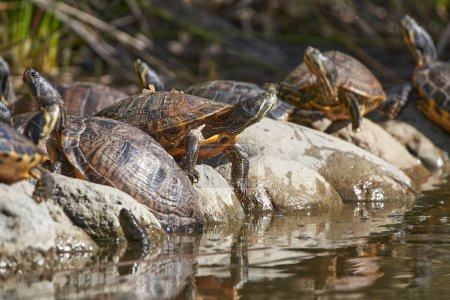 Galapagos-Schildkröten auf den Steinen des Teiches                             