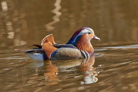 Photo for Male mandarin duck in the pond (Aix galericulata) - Royalty Free Image