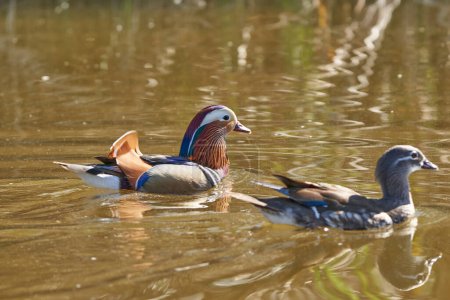 Photo for Male mandarin duck in the pond (Aix galericulata) - Royalty Free Image
