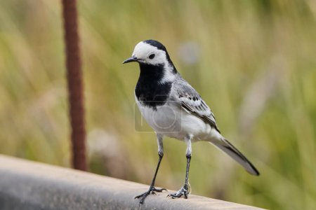  White wagtail or snowgap (Motacilla alba) in the park pond                              