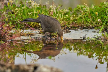 common blackbird or, more commonly, blackbird (Turdus merula) in the park pond                             