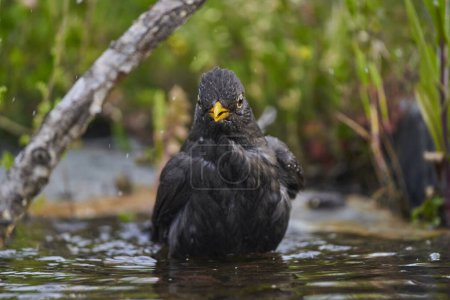 common blackbird most commonly, blackbird (Turdus merula) in park pond                               