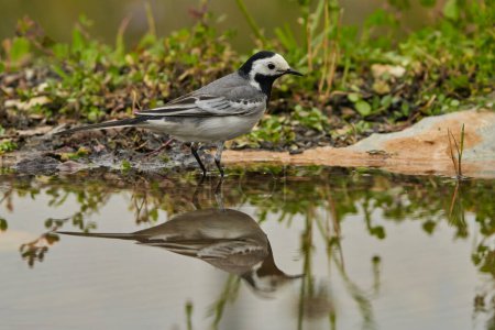 White wagtail or snowgap (Motacilla alba) in the park pond                               