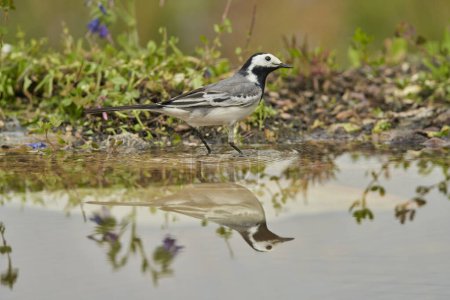 White wagtail or snowgap (Motacilla alba) in the park pond                               