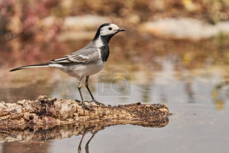 White wagtail or snow godwit in the park pond (Motacilla alba). Marbella Andalusia Spain                             