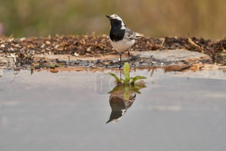 White wagtail or snow godwit in the park pond (Motacilla alba). Marbella Andalusia Spain                             