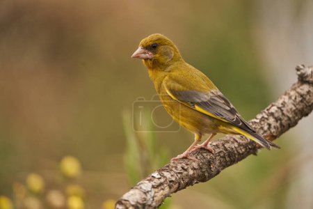European greenfinch or common greenfinch (Chloris chloris) in the forest pond                               